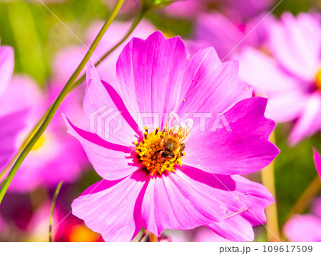 秋晴れの下、花いっぱいの明るく満開のコスモス畑で蜜を吸うミツバチ 109617509