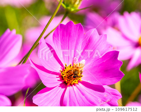 秋晴れの下、花いっぱいの明るく満開のコスモス畑で蜜を吸うミツバチ 秋晴れの下、花いっぱいの明るく満開のコスモス畑で蜜を吸うミツバチ 109617512