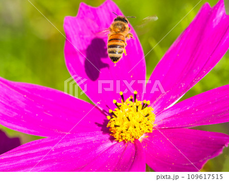 秋晴れの下、花いっぱいの明るく満開のコスモス畑で蜜を吸うミツバチ 109617515