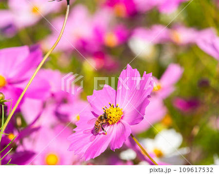 秋晴れの下、花いっぱいの明るく満開のコスモス畑で蜜を吸うミツバチ 109617532