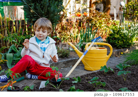 Little boy planting seeds and strawberry and tomato seedlings in vegetable garden, outdoors. Happy preschool child doing spring activities together. Kid learning and helping in garden. 109617553