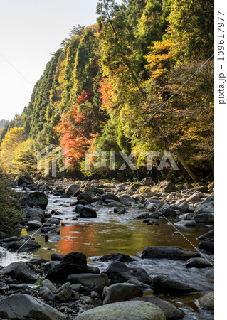 川の流れと落ち葉 川の流れと落ち葉 109617977
