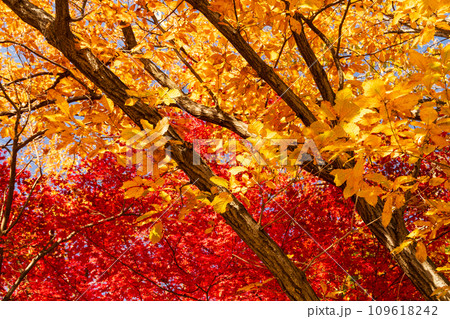 クヌギの黄葉と燃えるようなカエデの紅葉 109618242