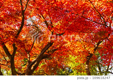 クヌギの黄葉と燃えるようなカエデの紅葉 109618247