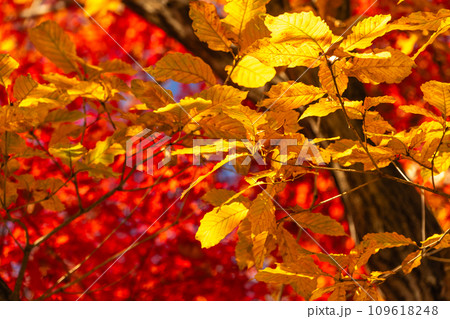 クヌギの黄葉と燃えるようなカエデの紅葉 109618248