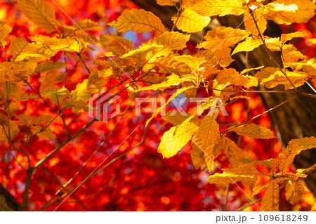 クヌギの黄葉と燃えるようなカエデの紅葉 109618249
