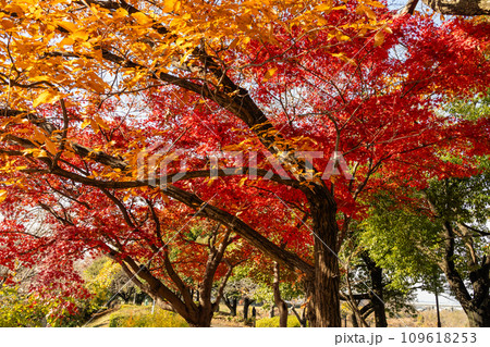クヌギの黄葉と燃えるようなカエデの紅葉 クヌギの黄葉と燃えるようなカエデの紅葉 109618253