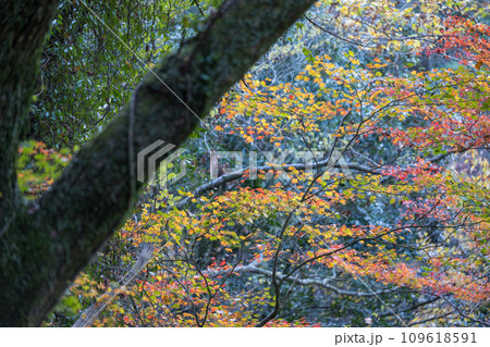 秋の紅葉が美し菊池裏渓谷の風景 109618591