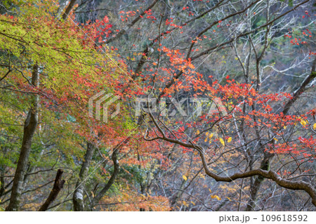 秋の紅葉が美し菊池裏渓谷の風景 109618592