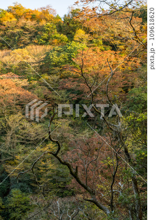 秋の紅葉が美し菊池裏渓谷の風景 109618620