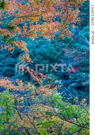 秋の紅葉が美し菊池裏渓谷の風景 109618641