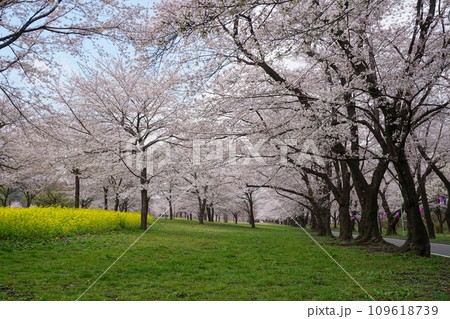 空を覆い尽くすように咲く赤城山南面の千本桜 Ver3 空を覆い尽くすように咲く赤城山南面の千本桜 Ver3 109618739