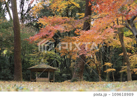 紅葉（群馬の森） 109618989
