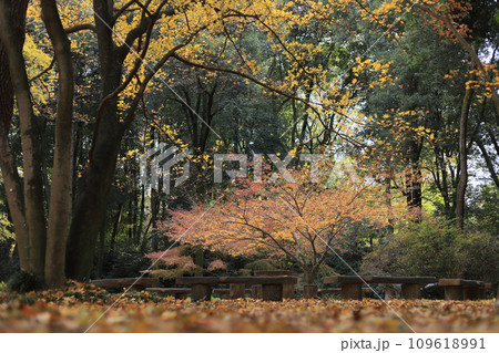 紅葉（群馬の森） 109618991