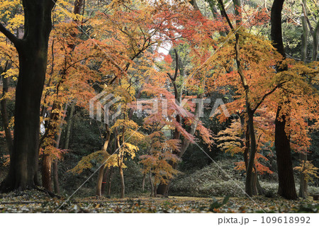 紅葉(群馬の森) 紅葉(群馬の森) 109618992