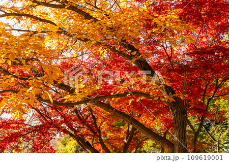 クヌギの黄葉と燃えるようなカエデの紅葉 クヌギの黄葉と燃えるようなカエデの紅葉 109619001