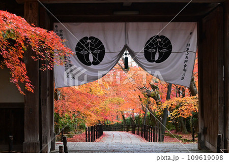長岡京市光明寺 薬医門越しのもみじ参道 109619098