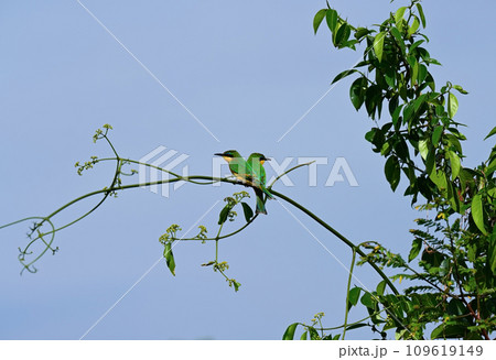 Merops birds (bee-eaters) sit on a branch in the wild 109619149