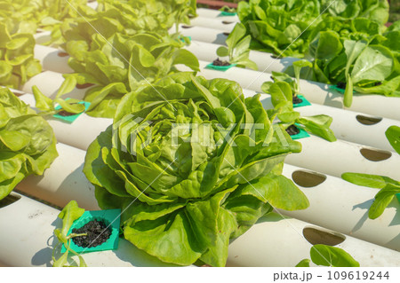 Natural organic vegetables and plants grow in farm, Growing lettuce at home in plastic pipes, healthy and proper nutrition 109619244