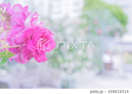 都心のオアシス大坂中之島公園で見頃を迎えた綺麗なバラを撮影 都心のオアシス大坂中之島公園で見頃を迎えた綺麗なバラを撮影 109619314