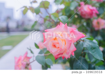 都心のオアシス大坂中之島公園で見頃を迎えた綺麗なバラを撮影 都心のオアシス大坂中之島公園で見頃を迎えた綺麗なバラを撮影 109619318