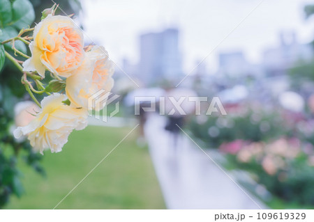 都心のオアシス大坂中之島公園で見頃を迎えた綺麗なバラを撮影 109619329