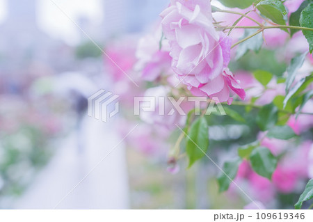 都心のオアシス大坂中之島公園で見頃を迎えた綺麗なバラを撮影 都心のオアシス大坂中之島公園で見頃を迎えた綺麗なバラを撮影 109619346