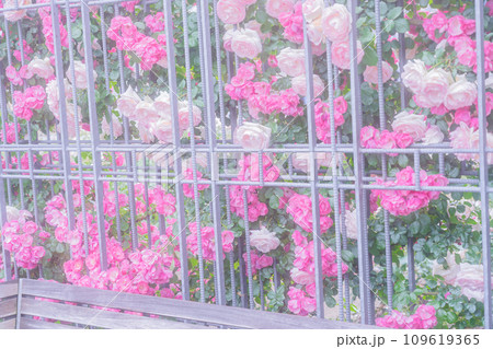 都心のオアシス大坂中之島公園で見頃を迎えた綺麗なバラを撮影 都心のオアシス大坂中之島公園で見頃を迎えた綺麗なバラを撮影 109619365