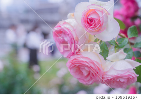 都心のオアシス大坂中之島公園で見頃を迎えた綺麗なバラを撮影 都心のオアシス大坂中之島公園で見頃を迎えた綺麗なバラを撮影 109619367