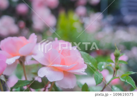 都心のオアシス大坂中之島公園で見頃を迎えた綺麗なバラを撮影 109619375