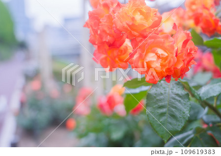 都心のオアシス大坂中之島公園で見頃を迎えた綺麗なバラを撮影 109619383