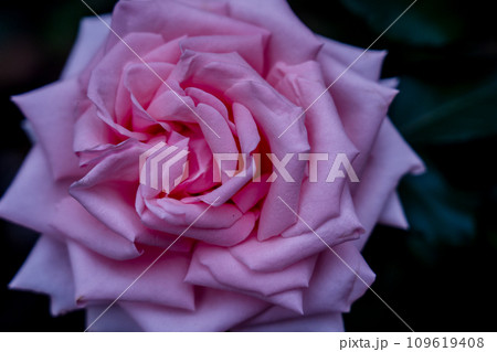 都心のオアシス大坂中之島公園で見頃を迎えた綺麗なバラを撮影 都心のオアシス大坂中之島公園で見頃を迎えた綺麗なバラを撮影 109619408