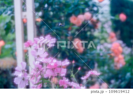 都心のオアシス大坂中之島公園で見頃を迎えた綺麗なバラを撮影 都心のオアシス大坂中之島公園で見頃を迎えた綺麗なバラを撮影 109619412