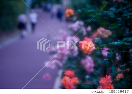 都心のオアシス大坂中之島公園で見頃を迎えた綺麗なバラを撮影 109619417