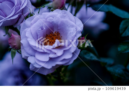 都心のオアシス大坂中之島公園で見頃を迎えた綺麗なバラを撮影 都心のオアシス大坂中之島公園で見頃を迎えた綺麗なバラを撮影 109619439
