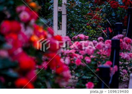 都心のオアシス大坂中之島公園で見頃を迎えた綺麗なバラを撮影 109619480