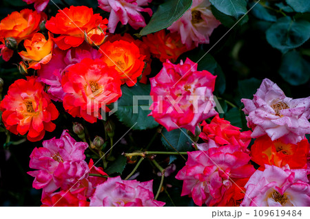 都心のオアシス大坂中之島公園で見頃を迎えた綺麗なバラを撮影 109619484