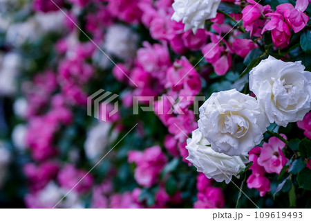 都心のオアシス大坂中之島公園で見頃を迎えた綺麗なバラを撮影 都心のオアシス大坂中之島公園で見頃を迎えた綺麗なバラを撮影 109619493
