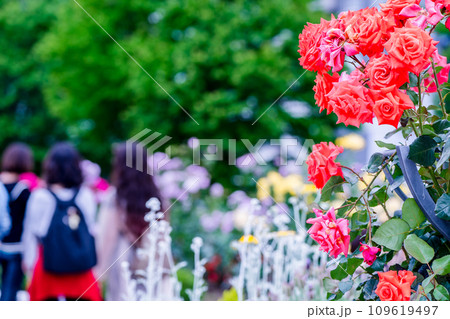 都心のオアシス大坂中之島公園で見頃を迎えた綺麗なバラを撮影 都心のオアシス大坂中之島公園で見頃を迎えた綺麗なバラを撮影 109619497