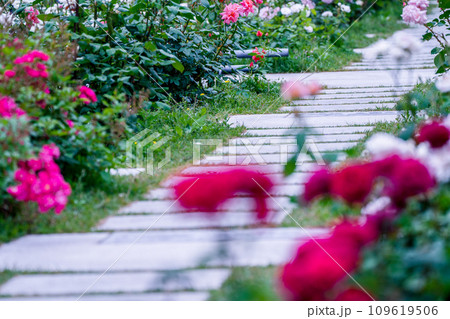 都心のオアシス大坂中之島公園で見頃を迎えた綺麗なバラを撮影 都心のオアシス大坂中之島公園で見頃を迎えた綺麗なバラを撮影 109619506