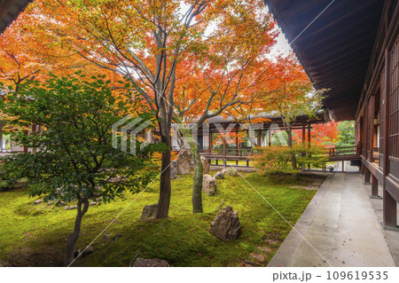 京都東山の秋　建仁寺　紅葉に包まれた潮音庭 109619535
