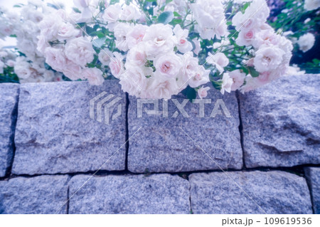 都心のオアシス大坂中之島公園で見頃を迎えた綺麗なバラを撮影 109619536