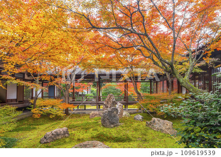 京都東山の秋　建仁寺　紅葉に包まれた潮音庭 109619539