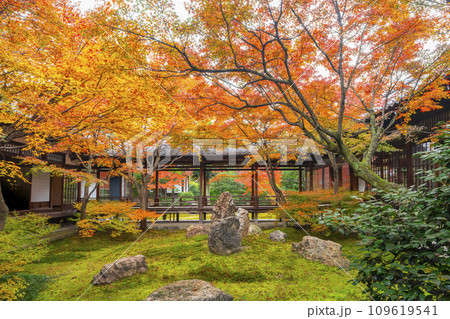 京都東山の秋　建仁寺　紅葉に包まれた潮音庭 109619541