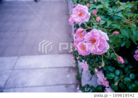 都心のオアシス大坂中之島公園で見頃を迎えた綺麗なバラを撮影 109619542