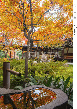 京都東山の秋　建仁寺　紅葉に包まれた潮音庭　水鉢に紅葉が映り込む 109619557
