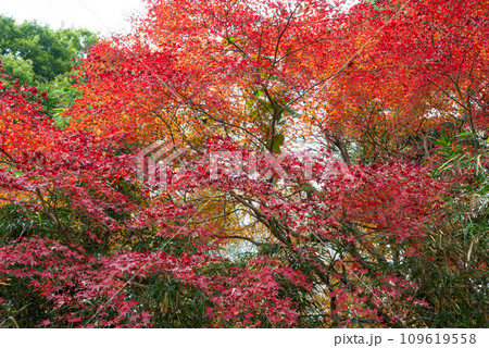 真っ赤に紅葉した美しいもみじの葉 真っ赤に紅葉した美しいもみじの葉 109619558
