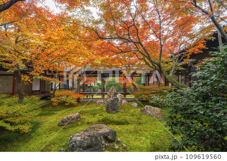 京都東山の秋　建仁寺　紅葉に包まれた潮音庭 109619560