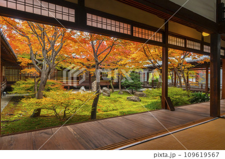 京都東山の秋　建仁寺　紅葉に包まれた潮音庭 109619567