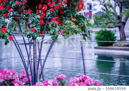都心のオアシス大坂中之島公園で見頃を迎えた綺麗なバラを撮影 都心のオアシス大坂中之島公園で見頃を迎えた綺麗なバラを撮影 109619589